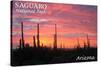 Saguaro National Park, Arizona - Pink Sunset-Lantern Press-Stretched Canvas