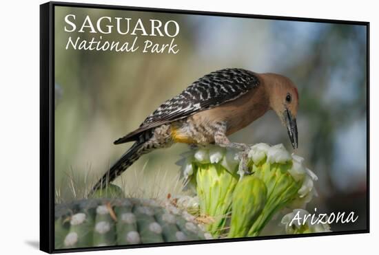 Saguaro National Park, Arizona - Woodpecker-Lantern Press-Framed Stretched Canvas
