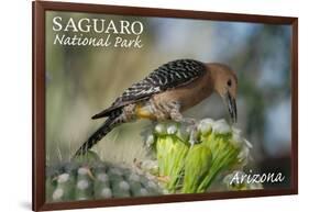 Saguaro National Park, Arizona - Woodpecker-Lantern Press-Framed Art Print