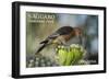 Saguaro National Park, Arizona - Woodpecker-Lantern Press-Framed Art Print