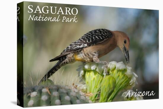 Saguaro National Park, Arizona - Woodpecker-Lantern Press-Stretched Canvas