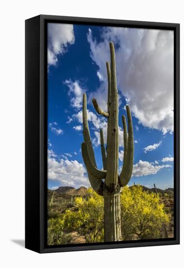 Saguaro National Park, Arizona-Ian Shive-Framed Stretched Canvas