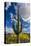 Saguaro National Park, Arizona-Ian Shive-Stretched Canvas