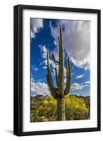 Saguaro National Park, Arizona-Ian Shive-Framed Photographic Print