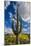 Saguaro National Park, Arizona-Ian Shive-Mounted Photographic Print