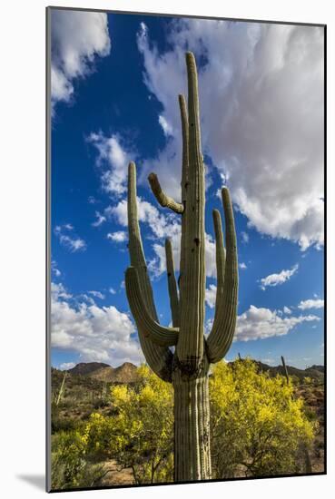 Saguaro National Park, Arizona-Ian Shive-Mounted Photographic Print