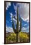 Saguaro National Park, Arizona-Ian Shive-Framed Premium Photographic Print