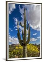 Saguaro National Park, Arizona-Ian Shive-Framed Premium Photographic Print