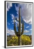 Saguaro National Park, Arizona-Ian Shive-Framed Premium Photographic Print