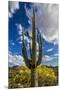 Saguaro National Park, Arizona-Ian Shive-Mounted Premium Photographic Print