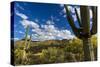 Saguaro National Park, Arizona-Ian Shive-Stretched Canvas