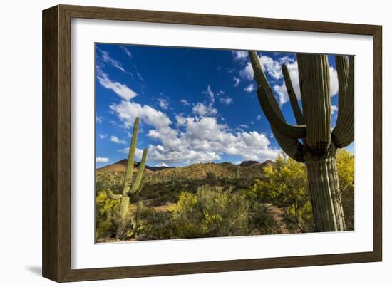 Saguaro National Park, Arizona-Ian Shive-Framed Photographic Print