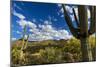 Saguaro National Park, Arizona-Ian Shive-Mounted Photographic Print