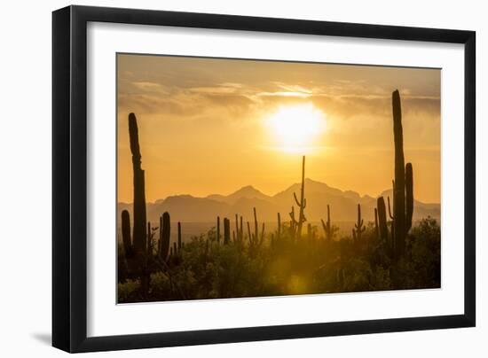 Saguaro National Park, Arizona-Ian Shive-Framed Premium Photographic Print