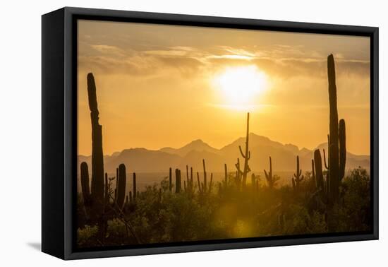 Saguaro National Park, Arizona-Ian Shive-Framed Stretched Canvas