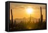 Saguaro National Park, Arizona-Ian Shive-Framed Stretched Canvas