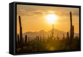 Saguaro National Park, Arizona-Ian Shive-Framed Stretched Canvas