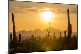 Saguaro National Park, Arizona-Ian Shive-Mounted Photographic Print