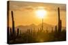 Saguaro National Park, Arizona-Ian Shive-Stretched Canvas