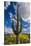 Saguaro National Park, Arizona-Ian Shive-Stretched Canvas