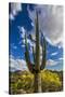 Saguaro National Park, Arizona-Ian Shive-Stretched Canvas