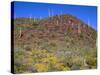 Saguaro National Park, Brittlebush Blooms Beneath Saguaro Cacti in Red Hills Area-John Barger-Stretched Canvas