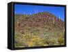 Saguaro National Park, Brittlebush Blooms Beneath Saguaro Cacti in Red Hills Area-John Barger-Framed Stretched Canvas