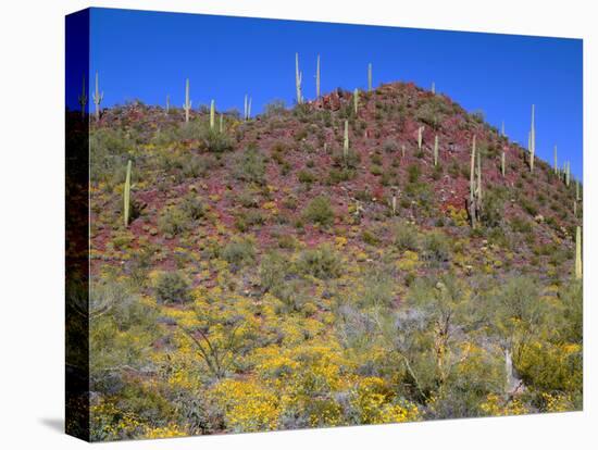 Saguaro National Park, Brittlebush Blooms Beneath Saguaro Cacti in Red Hills Area-John Barger-Stretched Canvas