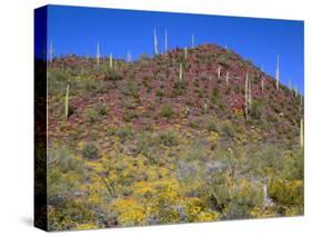 Saguaro National Park, Brittlebush Blooms Beneath Saguaro Cacti in Red Hills Area-John Barger-Stretched Canvas