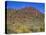 Saguaro National Park, Brittlebush Blooms Beneath Saguaro Cacti in Red Hills Area-John Barger-Stretched Canvas