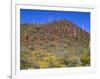 Saguaro National Park, Brittlebush Blooms Beneath Saguaro Cacti in Red Hills Area-John Barger-Framed Photographic Print