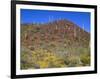 Saguaro National Park, Brittlebush Blooms Beneath Saguaro Cacti in Red Hills Area-John Barger-Framed Photographic Print