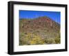 Saguaro National Park, Brittlebush Blooms Beneath Saguaro Cacti in Red Hills Area-John Barger-Framed Photographic Print