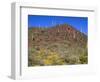 Saguaro National Park, Brittlebush Blooms Beneath Saguaro Cacti in Red Hills Area-John Barger-Framed Photographic Print