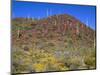 Saguaro National Park, Brittlebush Blooms Beneath Saguaro Cacti in Red Hills Area-John Barger-Mounted Photographic Print