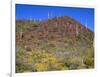 Saguaro National Park, Brittlebush Blooms Beneath Saguaro Cacti in Red Hills Area-John Barger-Framed Photographic Print