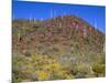 Saguaro National Park, Brittlebush Blooms Beneath Saguaro Cacti in Red Hills Area-John Barger-Mounted Photographic Print