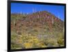 Saguaro National Park, Brittlebush Blooms Beneath Saguaro Cacti in Red Hills Area-John Barger-Framed Photographic Print