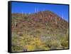 Saguaro National Park, Brittlebush Blooms Beneath Saguaro Cacti in Red Hills Area-John Barger-Framed Stretched Canvas