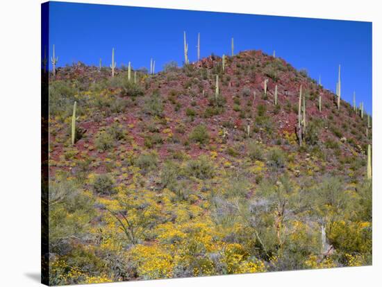 Saguaro National Park, Brittlebush Blooms Beneath Saguaro Cacti in Red Hills Area-John Barger-Stretched Canvas