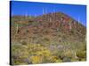 Saguaro National Park, Brittlebush Blooms Beneath Saguaro Cacti in Red Hills Area-John Barger-Stretched Canvas