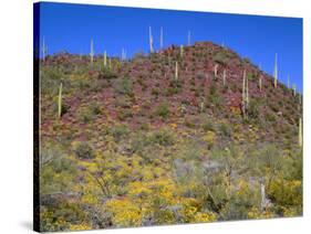 Saguaro National Park, Brittlebush Blooms Beneath Saguaro Cacti in Red Hills Area-John Barger-Stretched Canvas