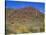 Saguaro National Park, Brittlebush Blooms Beneath Saguaro Cacti in Red Hills Area-John Barger-Stretched Canvas