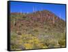 Saguaro National Park, Brittlebush Blooms Beneath Saguaro Cacti in Red Hills Area-John Barger-Framed Stretched Canvas