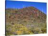 Saguaro National Park, Brittlebush Blooms Beneath Saguaro Cacti in Red Hills Area-John Barger-Stretched Canvas