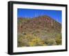 Saguaro National Park, Brittlebush Blooms Beneath Saguaro Cacti in Red Hills Area-John Barger-Framed Photographic Print