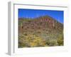 Saguaro National Park, Brittlebush Blooms Beneath Saguaro Cacti in Red Hills Area-John Barger-Framed Photographic Print