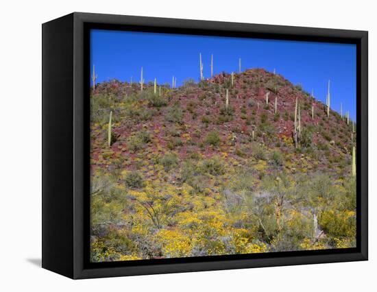 Saguaro National Park, Brittlebush Blooms Beneath Saguaro Cacti in Red Hills Area-John Barger-Framed Stretched Canvas