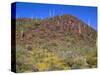 Saguaro National Park, Brittlebush Blooms Beneath Saguaro Cacti in Red Hills Area-John Barger-Stretched Canvas