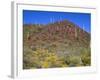 Saguaro National Park, Brittlebush Blooms Beneath Saguaro Cacti in Red Hills Area-John Barger-Framed Photographic Print